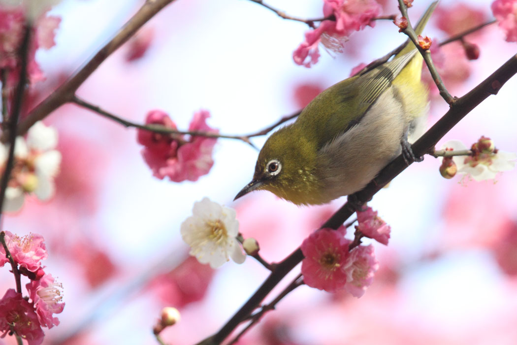 恒例のウメにメジロです 今年はウメの開花が遅く、サクラも咲きつつあり、メジロとしてはどっちに行っていいか迷ってしまいますね（とうことはないか） このほかにも、モズやエナガなどが遊んでくれました